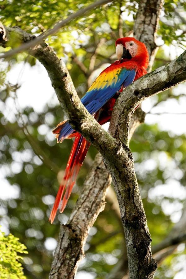 Villa Pura Vida Matapalo  Bagian luar foto